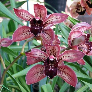 Una flor de jardín decorativa y perenne: la orquídea